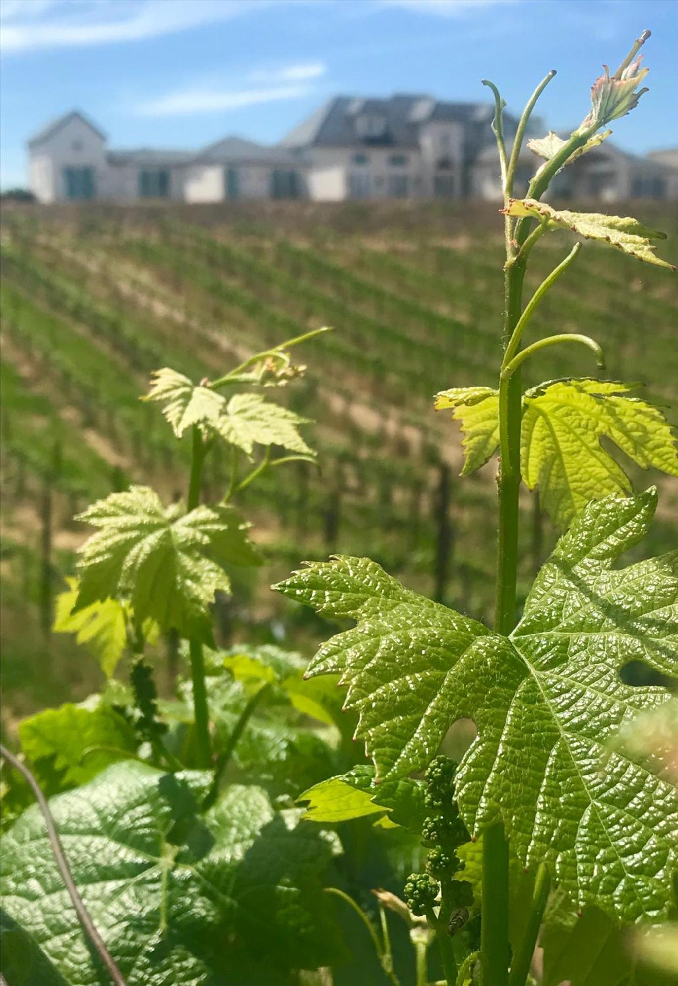 Domaine Chardonnay Panzió Temecula Kültér fotó