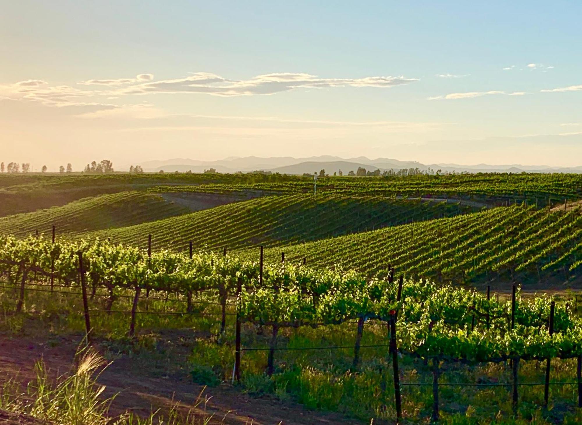 Domaine Chardonnay Panzió Temecula Kültér fotó